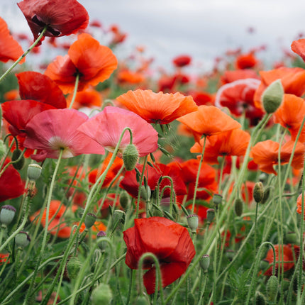 Sachet de graines de Coquelicot - Vive les mariés