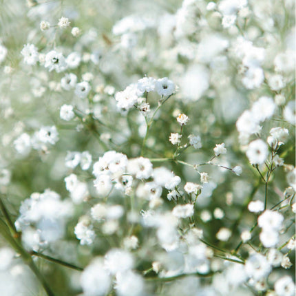 Merci beaucoup - Sachet de graines de Gypsophile