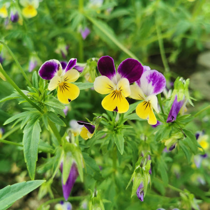 NEW Sachet de graines Joyeux anniversaire (pensées)