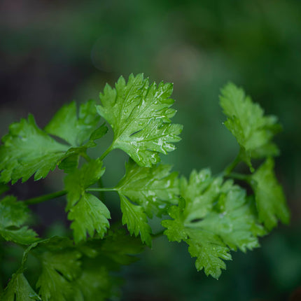 NEW Sachets de graines La vie est belle avec toi (persil)