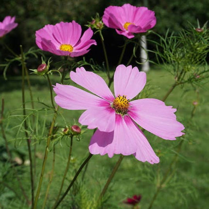 NEW Bisous Fleuris - Sachet de graines de Cosmos