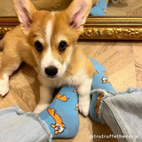 Chaussettes Corgi Coucou Suzette