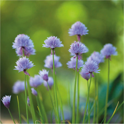 NEW Sachet de graines 2026 (ciboulette)